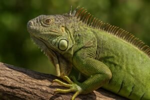 Animal totem Iguane et sa signification spirituelle