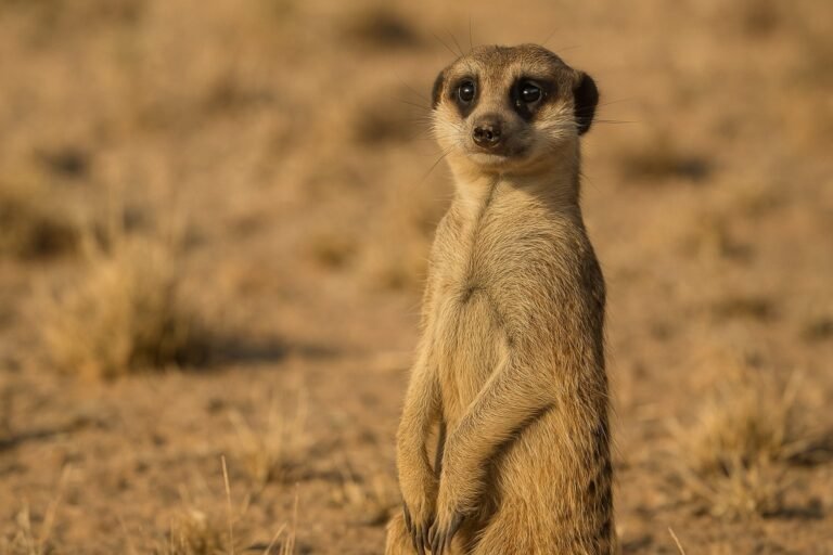 Animal totem Suricate et sa signification spirituelle