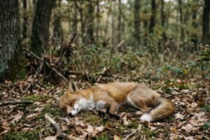 Voir un renard mort signification spirituelle