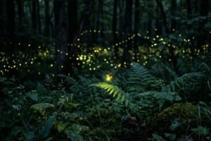 Voir une luciole signification spirituelle
