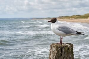 Voir une mouette signification spirituelle